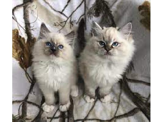 PoulaTo: Prekrasan mačić ExoticPedigree.